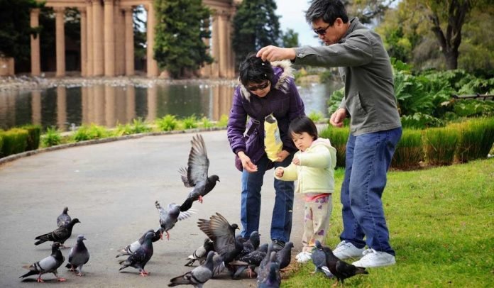 Pigeons-in-the-Park